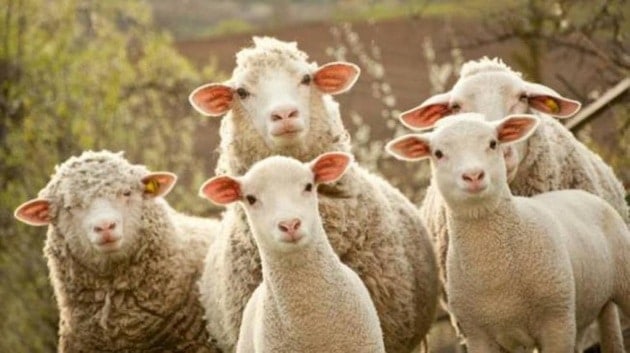 mercato-san-severino-spari-pastore-pecore-terreno