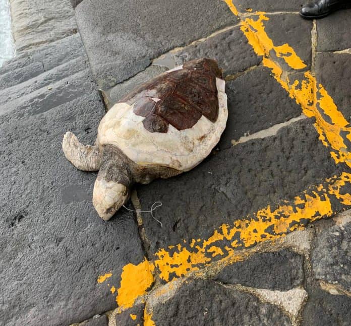 amalfi-tartaruga-morta