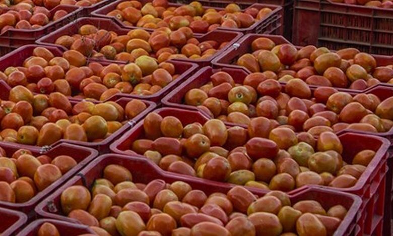 salerno-agro-nocerino-pomodori-sequestrati-pesticidi-pericolosi