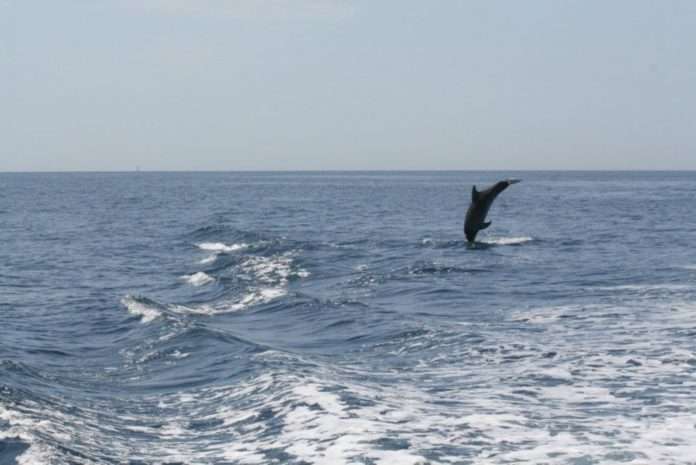 delfini costiera amalfitana