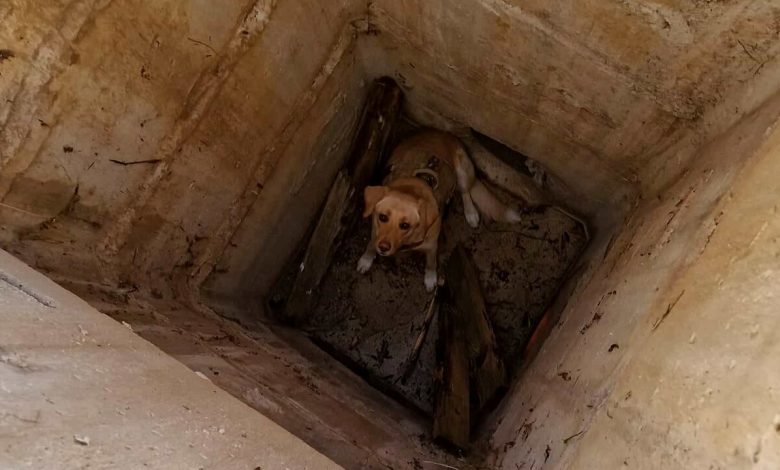 battipaglia cane caduto pozzo salvato 19 dicembre