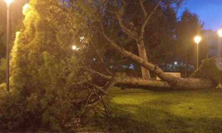 Salerno Parco Arbostella albero crollato