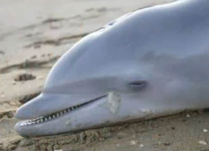 delfino-spiaggiato