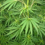 nocera-inferiore-furto-marijuana-uso-medico