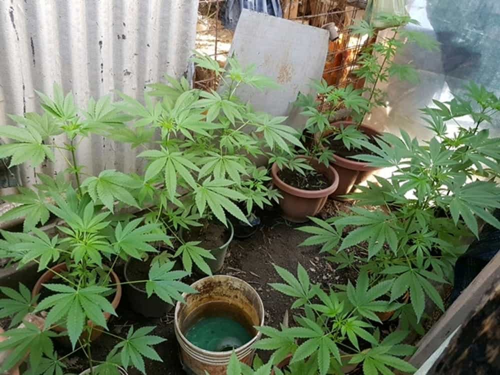 aquara-piantagione-marijuana-arrestato-altavilla-silentina