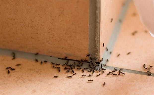 invasione formiche