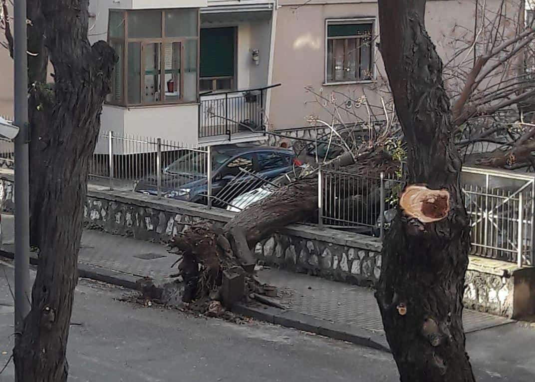 albero-caduto-1