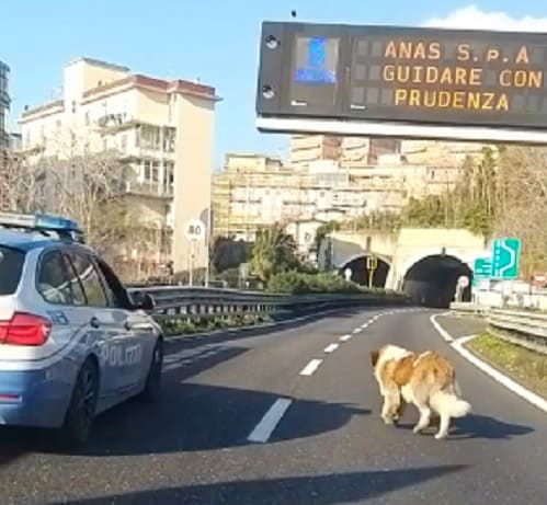autostrada-cane-polizia
