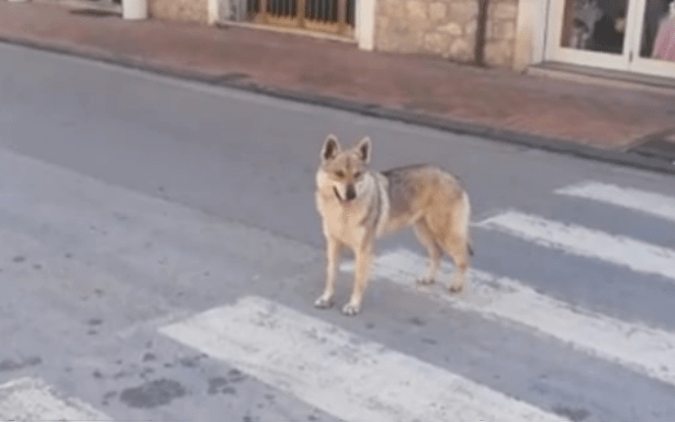 felitto-video-cuccioli-lupo