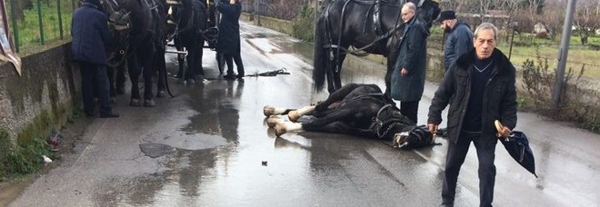 cavallo-morto-funerale
