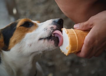 dog-ice-cream-cava-de-tirreni