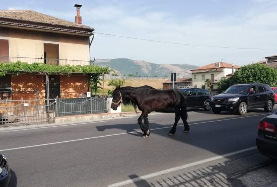 Traffico-Padula-cavallo-Montesano