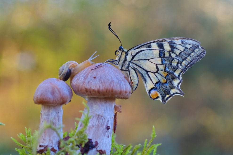 farfalla fungo lumaca foto fiume Sele virale