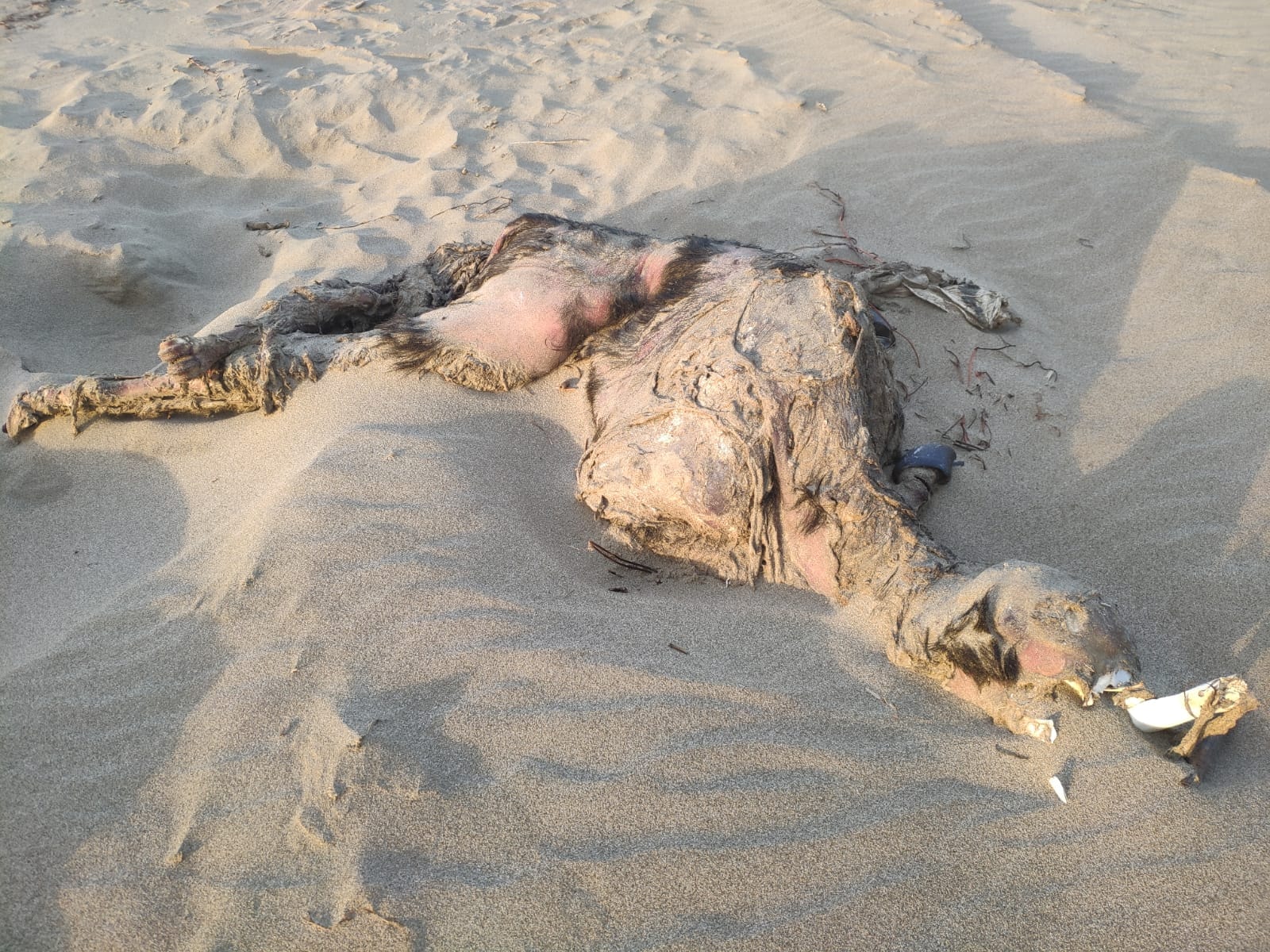bufale-morte-capaccio-paestum-spiaggia-6-febbraio