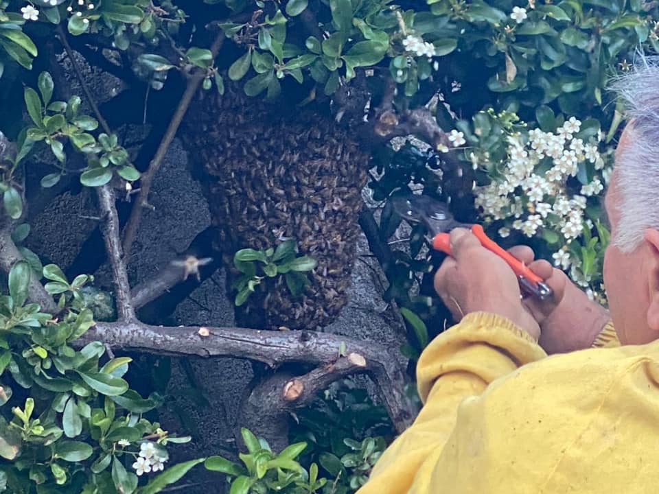 nido-api-rimosso-coperchia-10-maggio