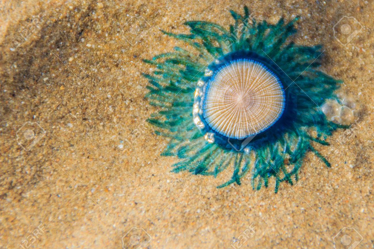ascea-avvistato-medusa-porpita