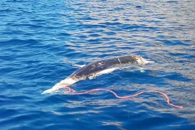 delfini-morti-costiera-amalfitana-sorrentina-allarme