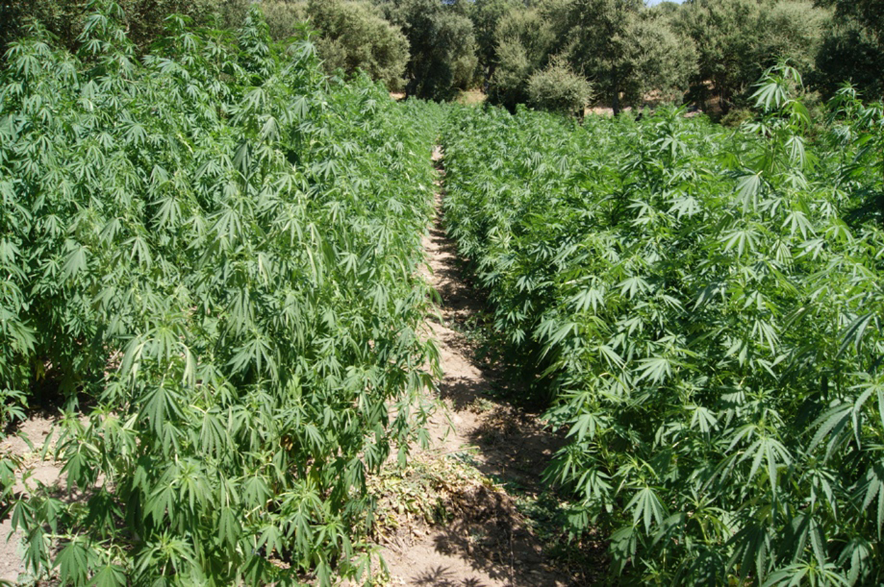 angri-scoperta-piantagione-cannabis