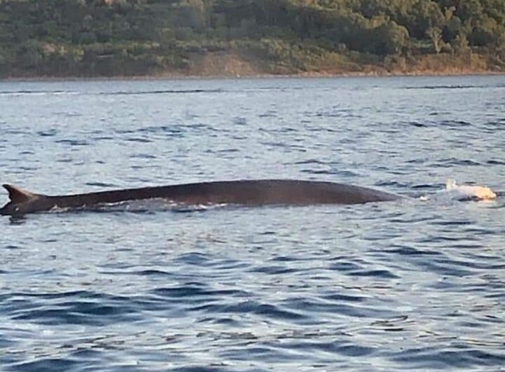 balena-agropoli