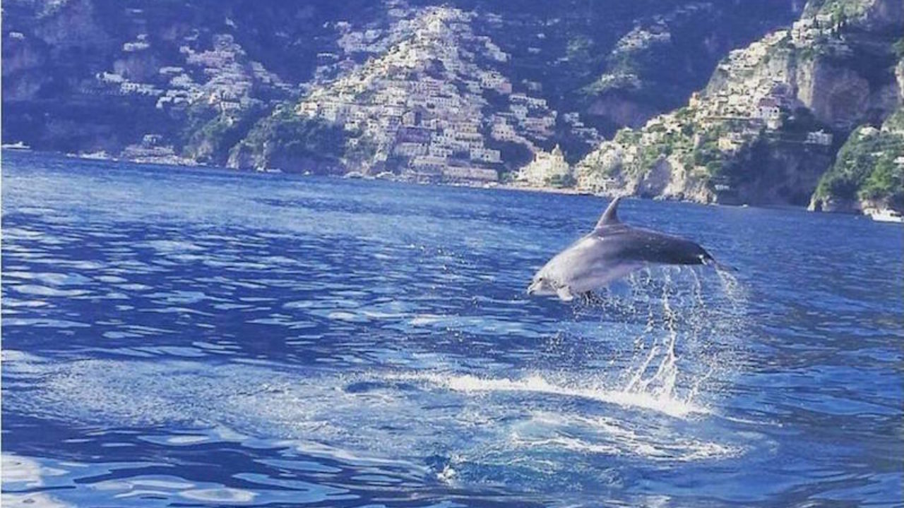 delfini-positano-foto-virale
