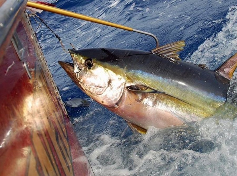 agropoli-pesca-illegale-tonno-denuncia-legambiente-10-settembre