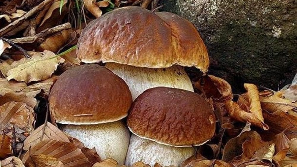 Campora-anziani-fungi-ricerca-persi-salvati-30-settembre