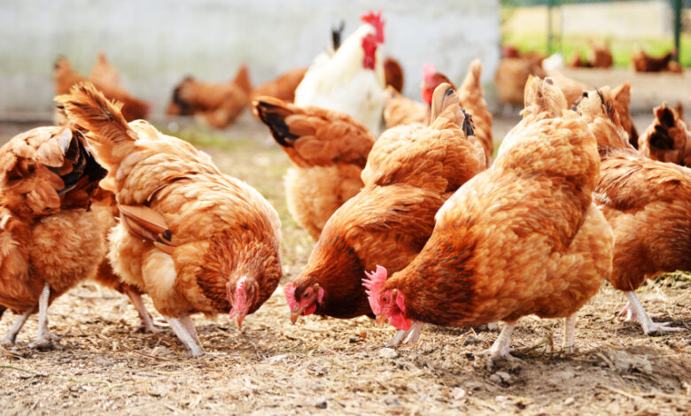 coronavirus-polla-famiglia-positiva-assessore-alleva-galline