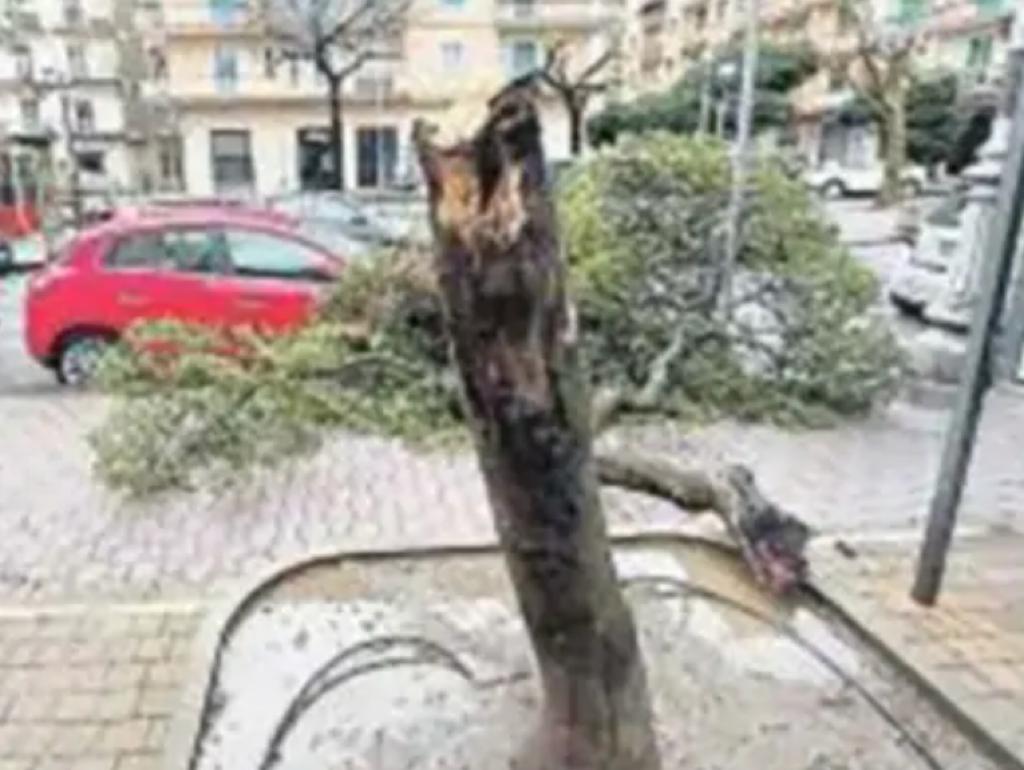 due-alberi-caduti-torrione-paura-proteste-residenti