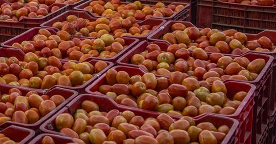 salerno-agro-nocerino-pomodori-sequestrati-pesticidi-pericolosi