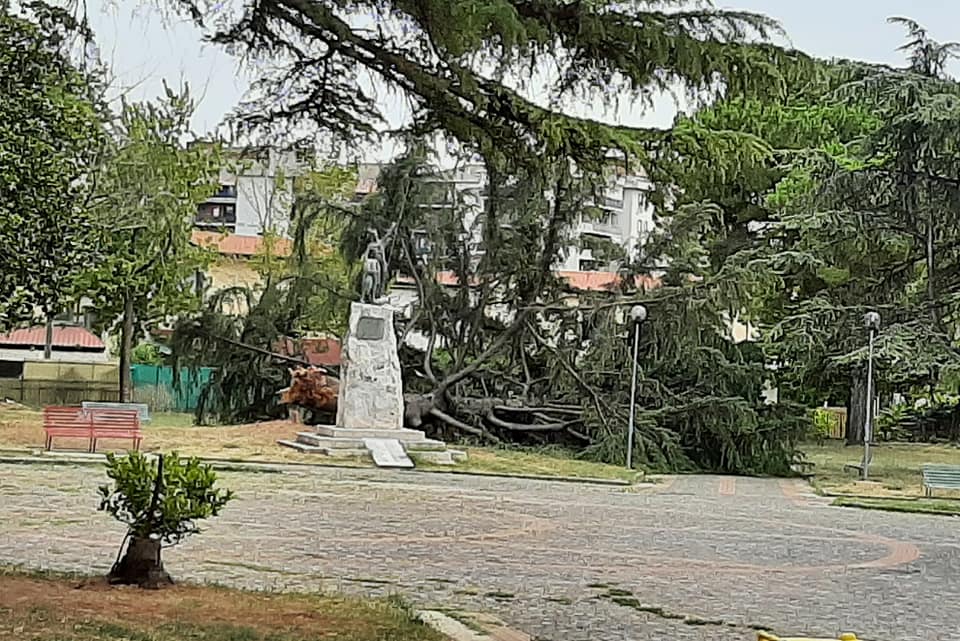 albero cade villa comunale battipaglia