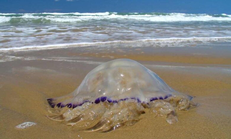 salva medusa aggredito