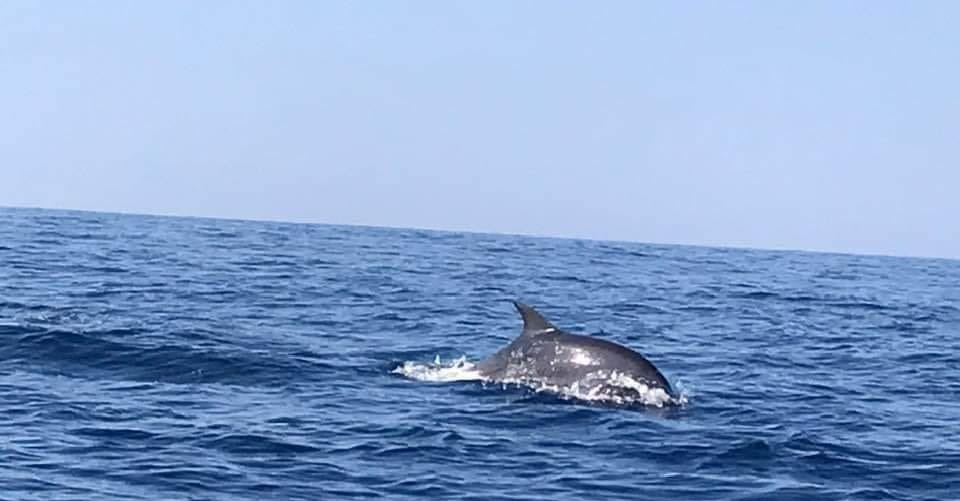 delfini cilento