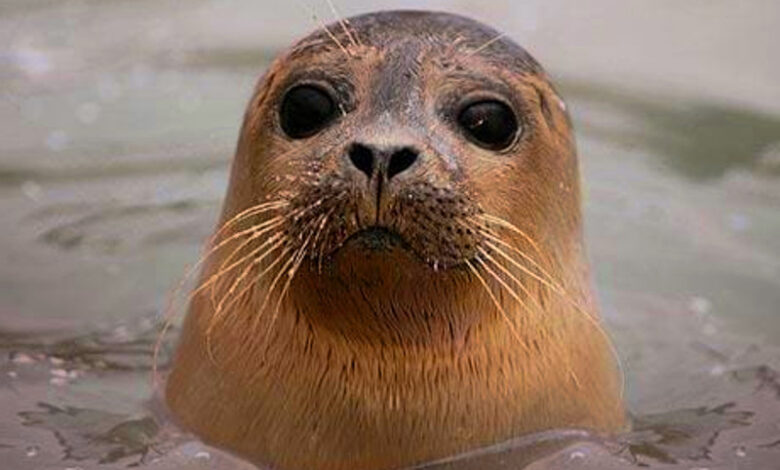 salerno-foca-monaca-avvistamento-video
