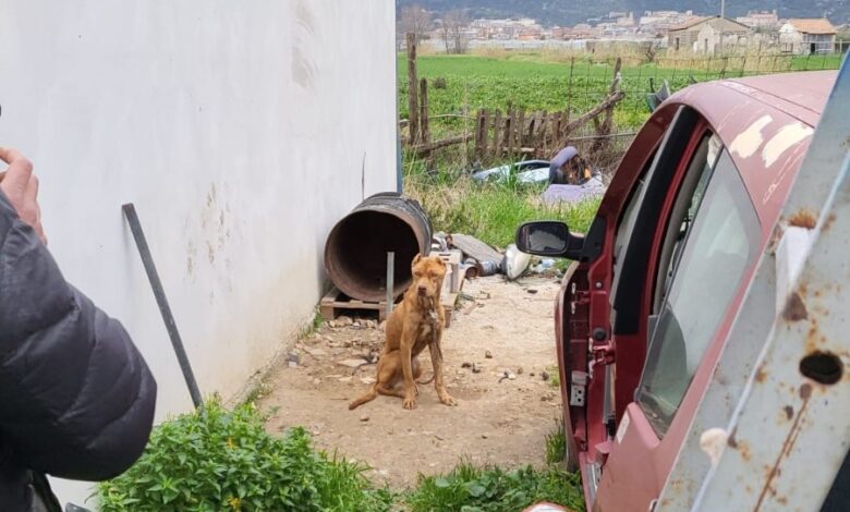 Eboli, abbandona il cane alla catena senza cibo e acqua: nei guai un 50enne