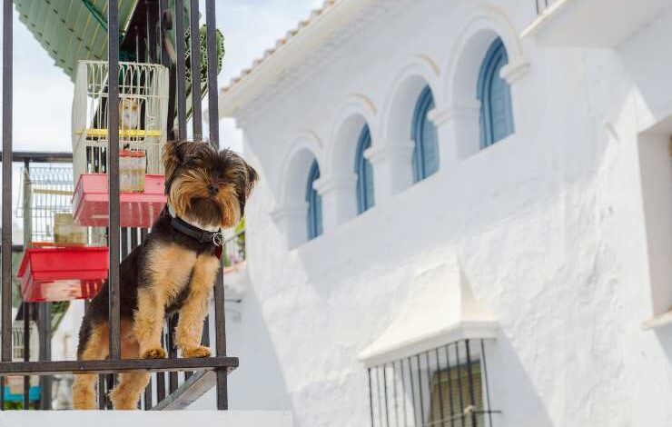 cuccioli cane precipitano balcone salerno