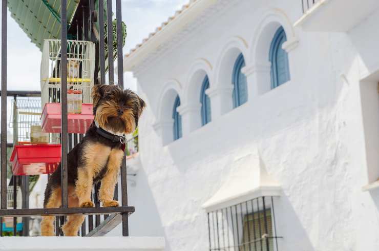 cuccioli cane precipitano balcone salerno