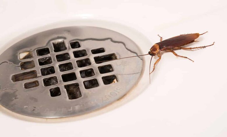 Eliminare gli scarafaggi in casa- Eco-Ambiente Milano
