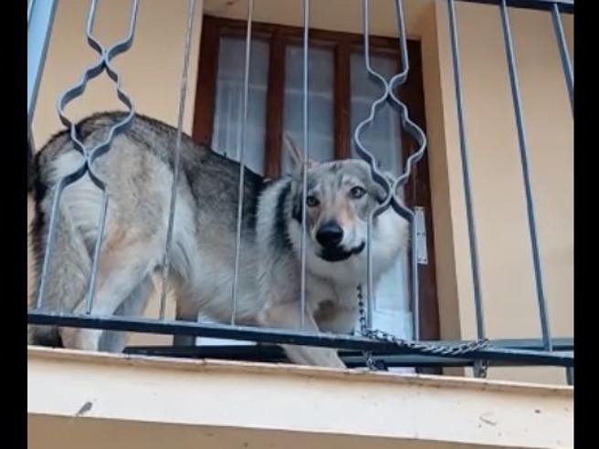 cava cane legato catena balcone