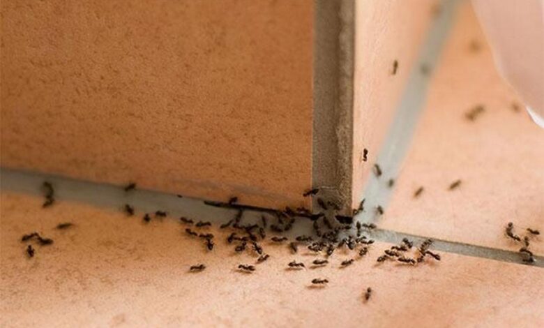 invasione-formiche-volanti-insetti-comune-battipaglia
