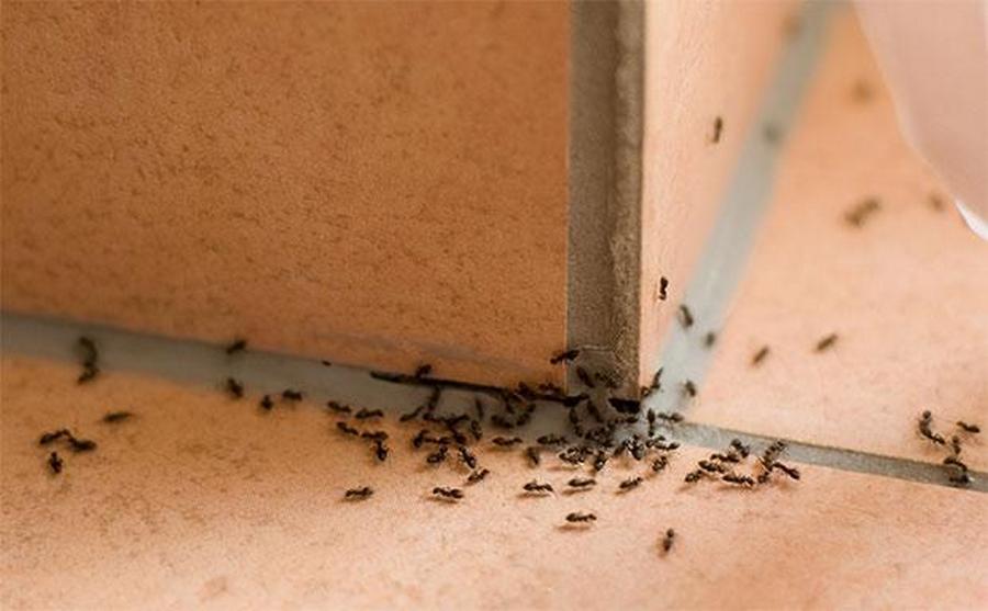 invasione-formiche-volanti-insetti-comune-battipaglia