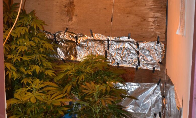 Marijuana casa laboratorio cava