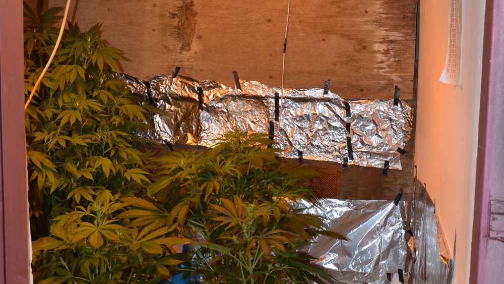 Marijuana casa laboratorio cava