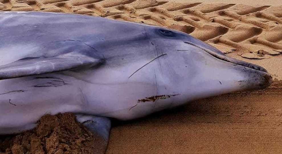 agropoli carcassa delfino ogi 14 aprile