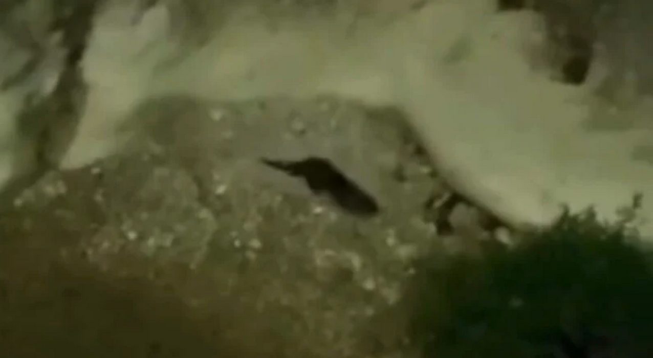 lontra avvistata filmata piaggine