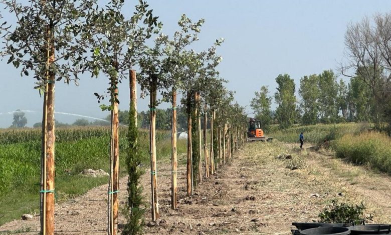 piantati alberi canale laura nuova paestum