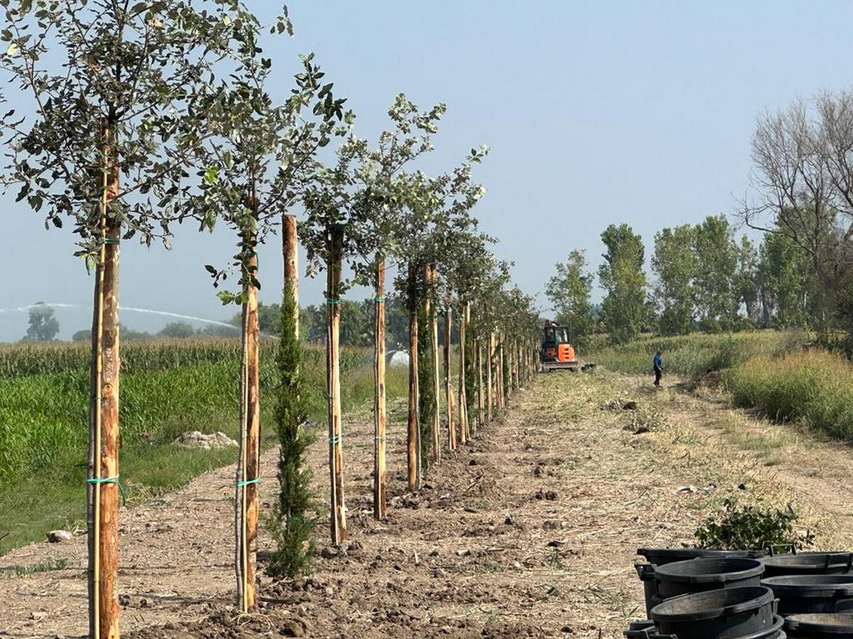 piantati alberi canale laura nuova paestum