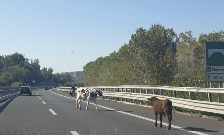 mucca autostrada a2 del mediterraneo oggi 14 agosto