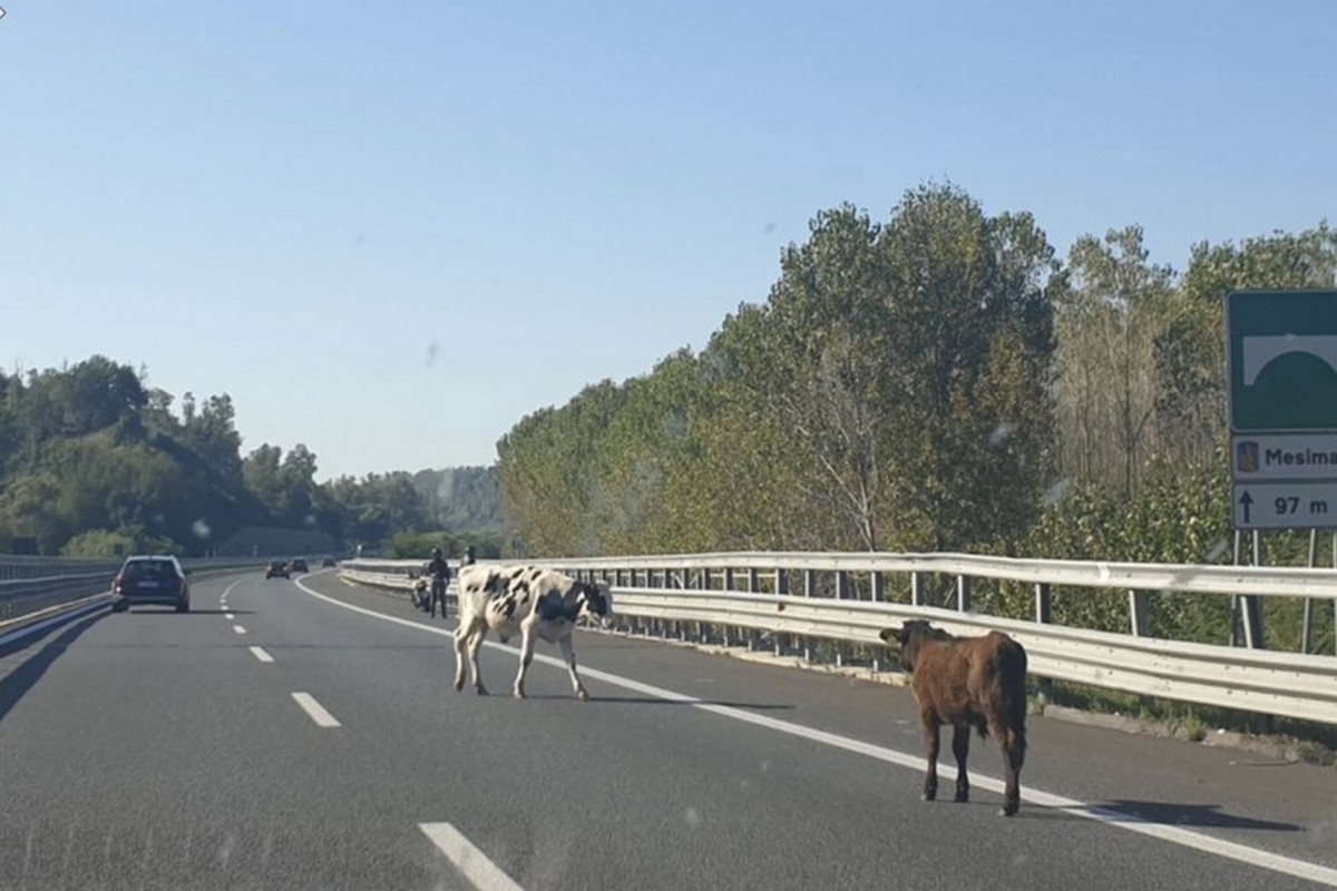 mucca autostrada a2 del mediterraneo oggi 14 agosto