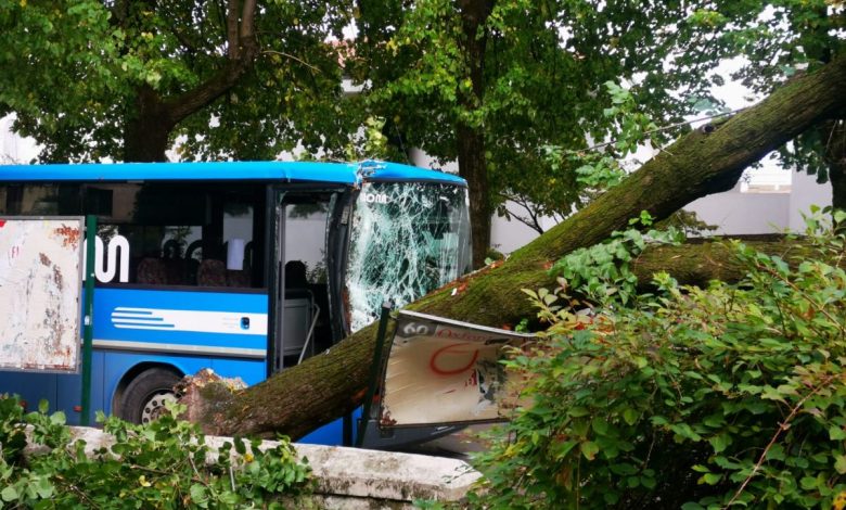 altavilla silentina bus contro albero oggi 26 ottobre