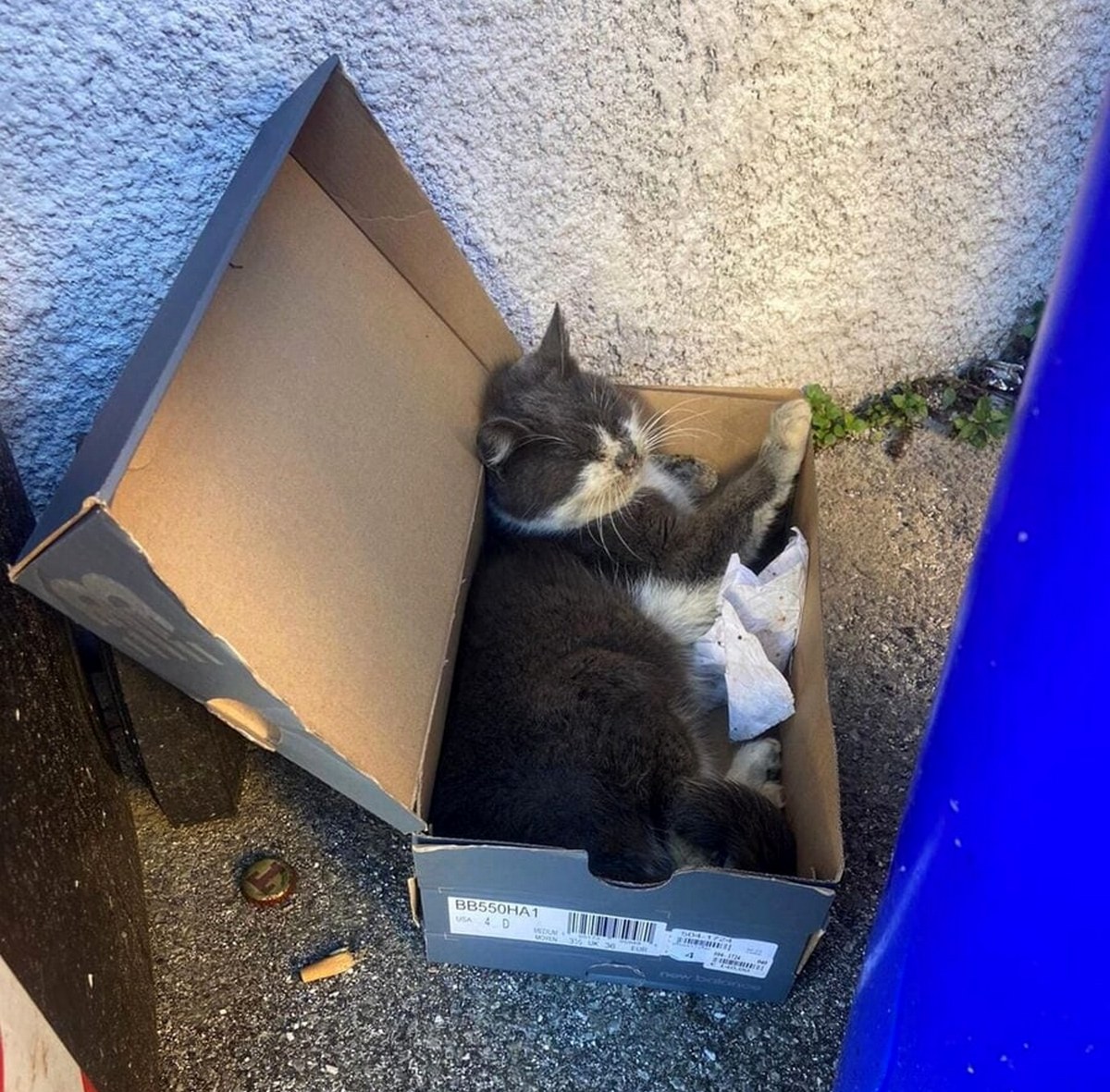 montecorvino rovella gattino abbandonato scatolo rifiuti salvato